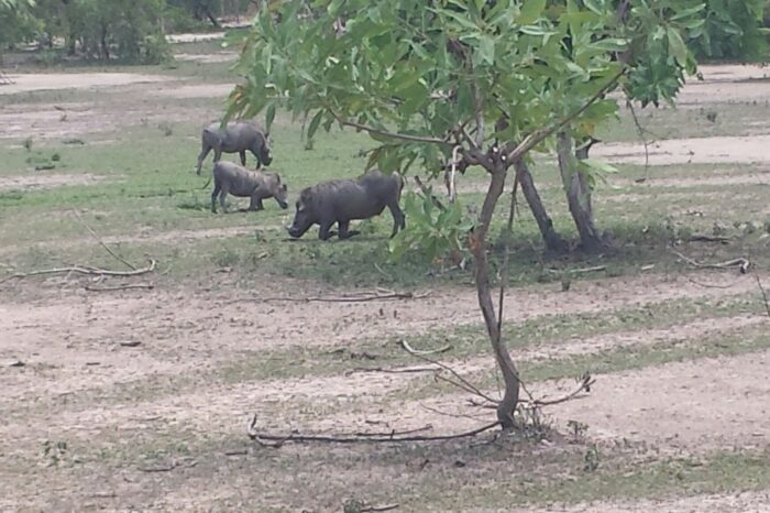 20160602-105039-largejpg