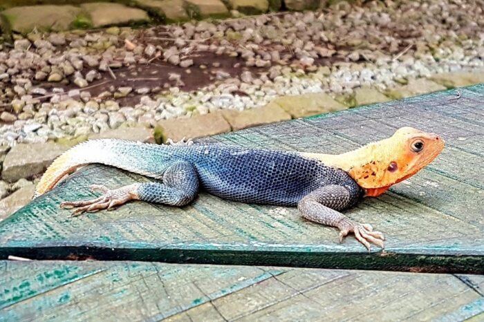 20180618-144732-largejpg