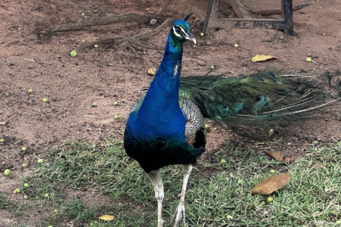 IMAGE 2024-08-20 05_26_37