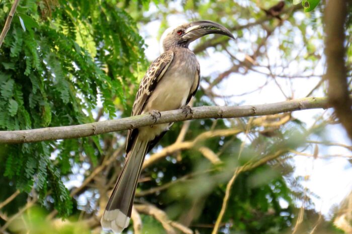 african-grey-hornbill