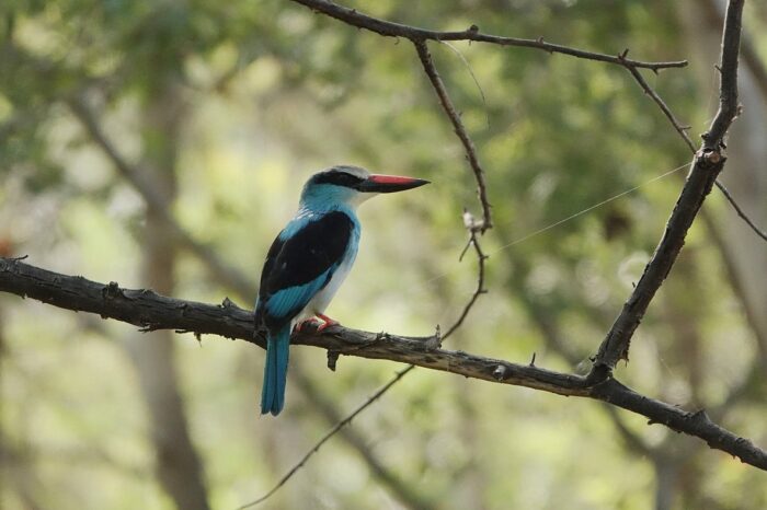 blue-breasted-kingfisher