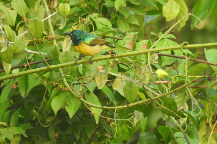 collared-sunbird-seen
