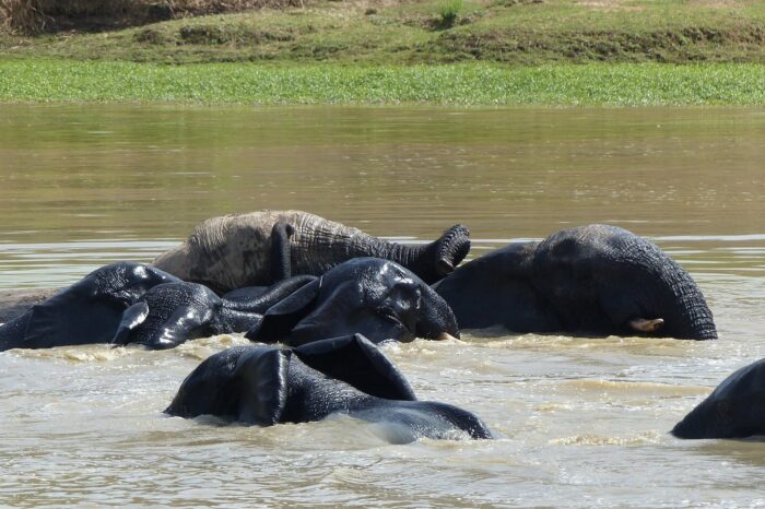 die-elefanten-hatten