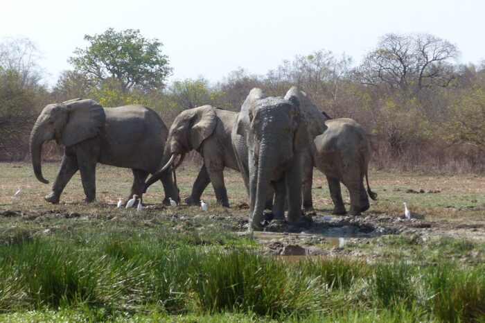 dutzende-weitere-bullen