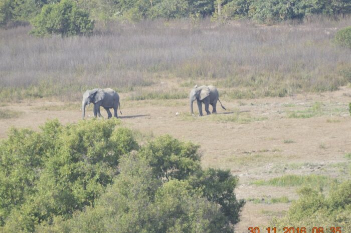 elephants-spotted-from