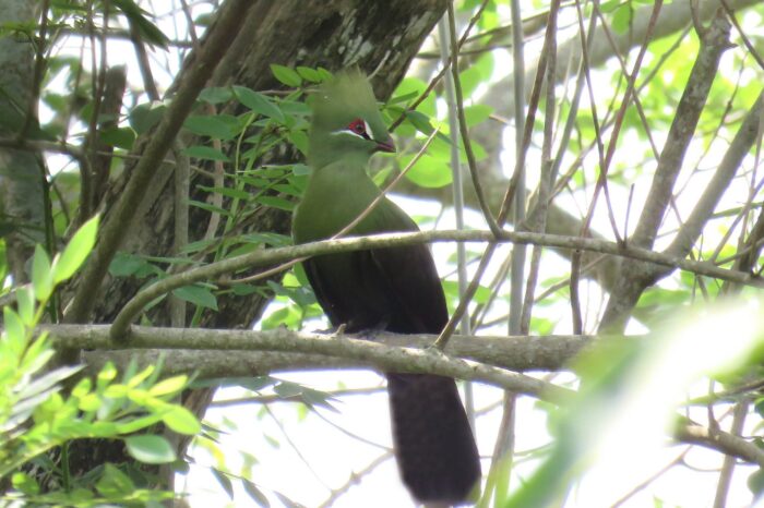 green-turaco-in-legon