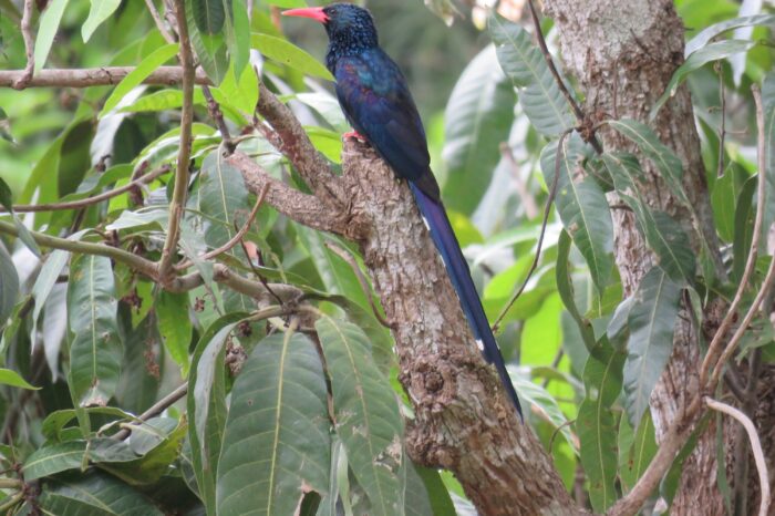 green-wood-hoopoe-in