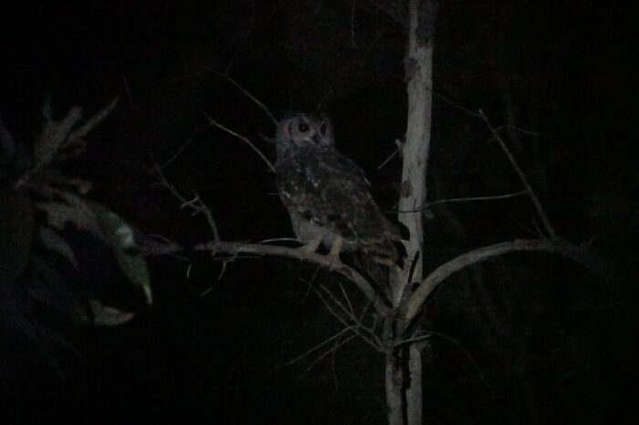 greyish-eagle-owl