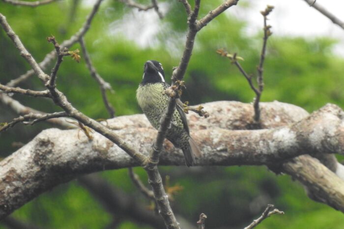 hairy-breasted-barbet