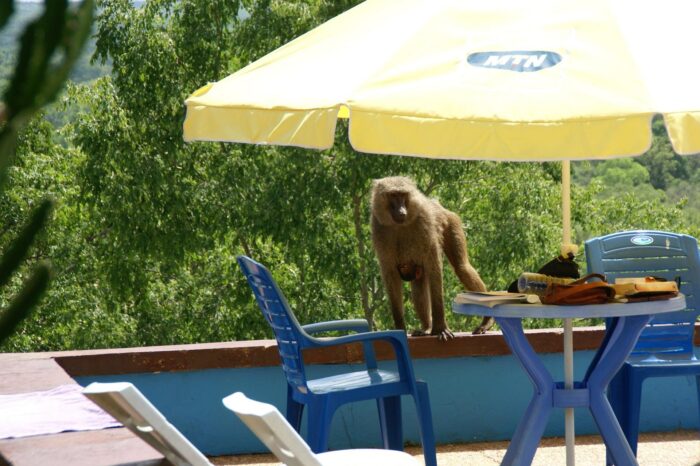 le-lance-pierre-est-recommande