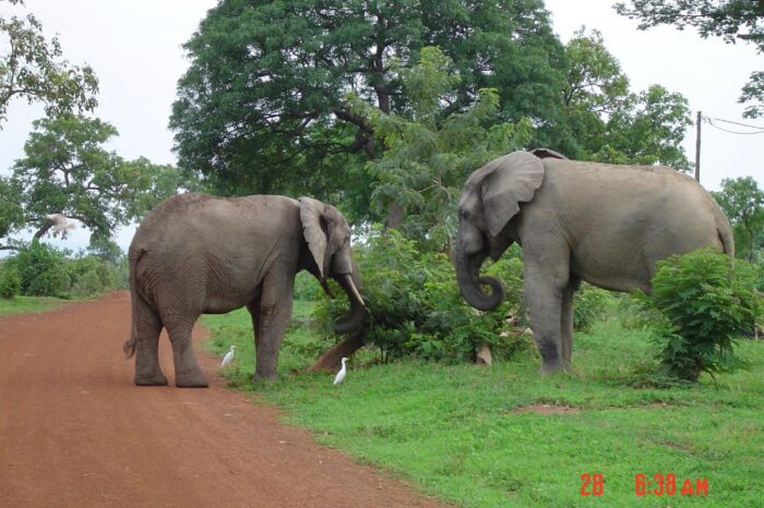 mole-national-park (1)