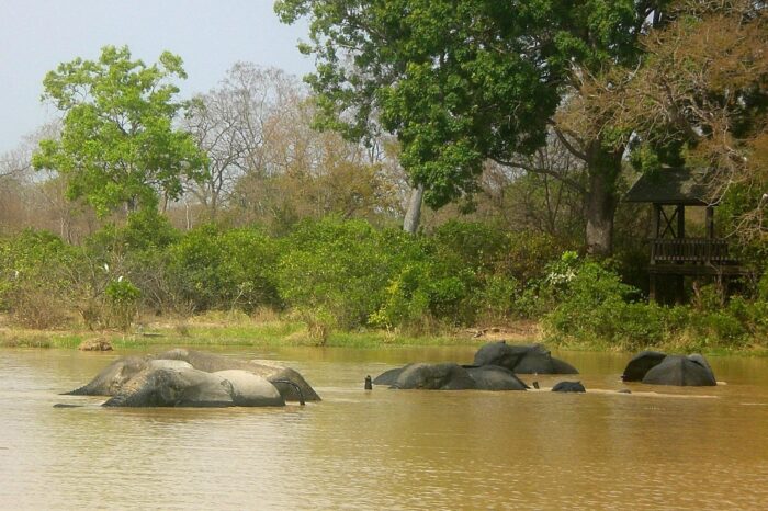 mole-national-park (14)