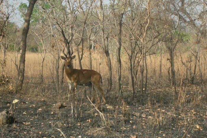mole-national-park-wildlife