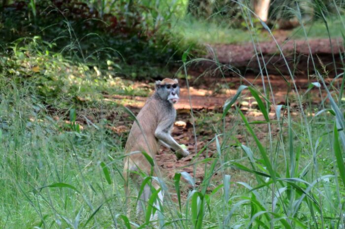 mona-monkey-in-legon