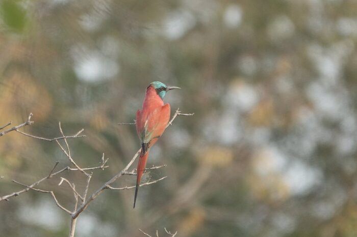 northern-carmine-bee