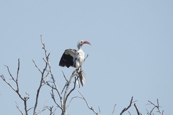 northern-red-bill-hornbill