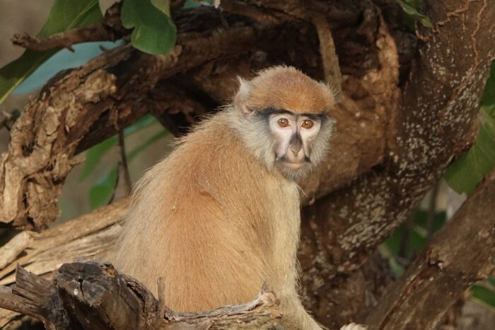 patas-monkey