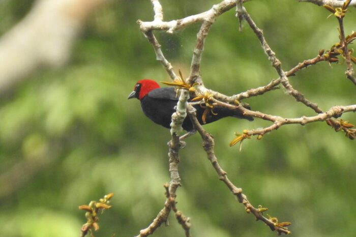 red-headed-malimbe-seen