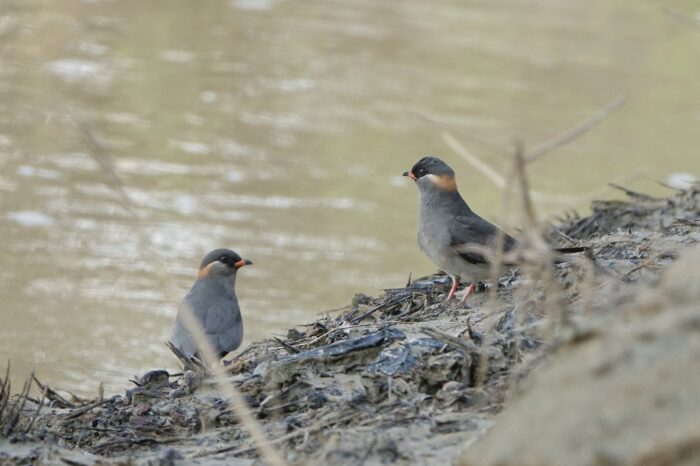 rock-pratincole