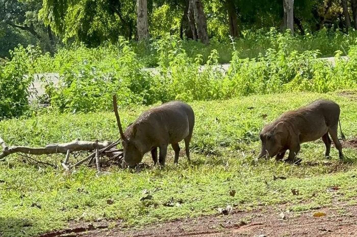 safari-guided-tours-at (4)