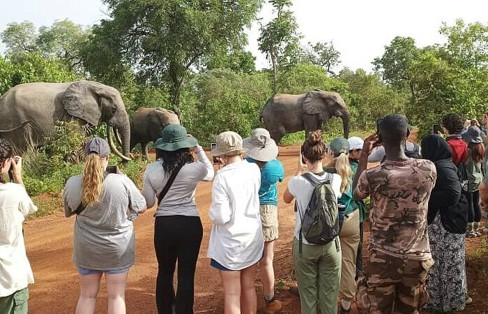 safari-guided-tours-at