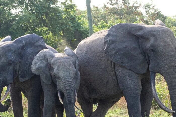 the-elephants-were-incredible