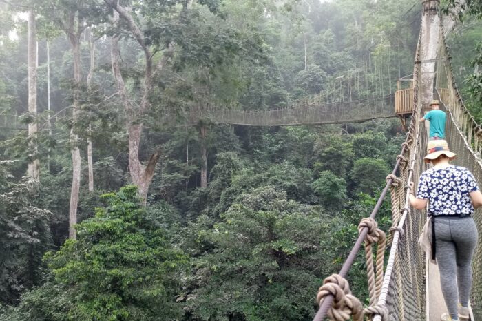 the-kakum-national-canopy