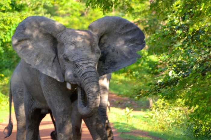 they-are-stunning-creatures