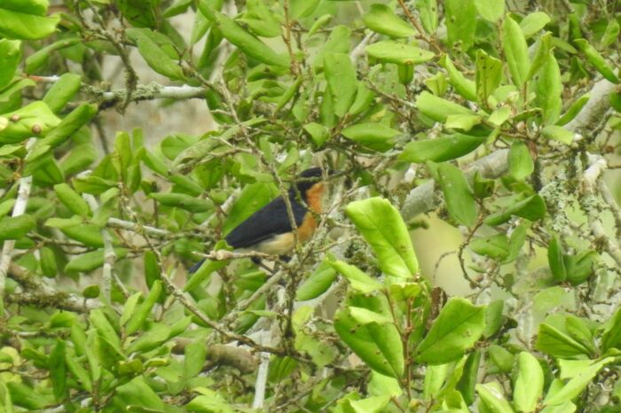 violet-backed-hyliota